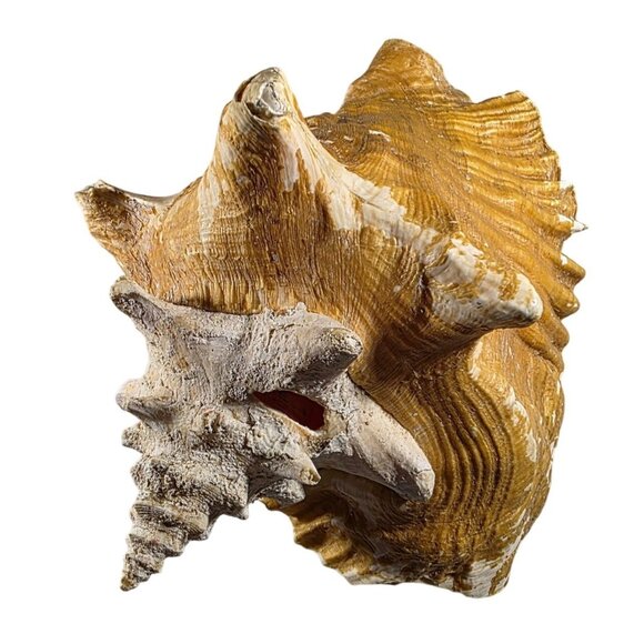Large Natural Brown & White Conch Sea Shell Decorative Accent beachcore vacation - Picture 1 of 7